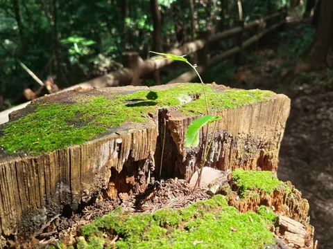 枯木に芽生える生命の息吹