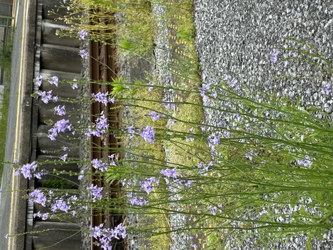 線路脇に咲く可憐な花々
