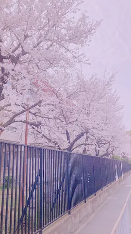 春風に舞う桜並木