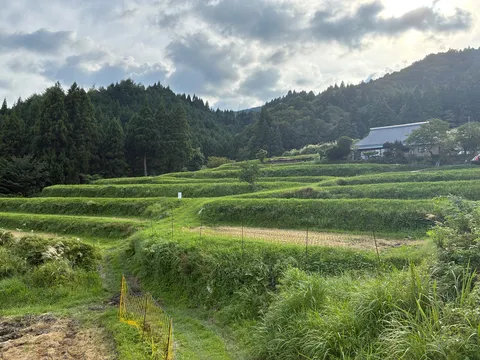 畑の階段が呼ぶ静寂