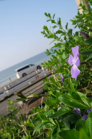 海沿いの可憐な訪問者