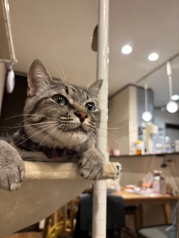窓辺でくつろぐ猫