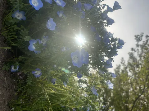 花と陽光のきらめき