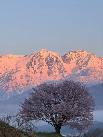 雪化粧の山と桜の共演