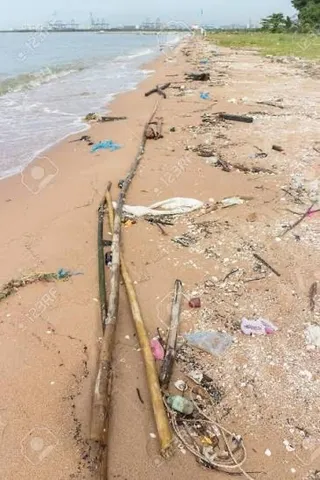 潮風と流木の岸辺