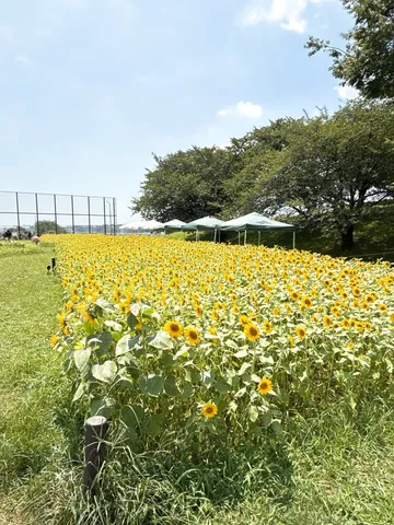 ひまわり畑と青い空、夏の訪れ
