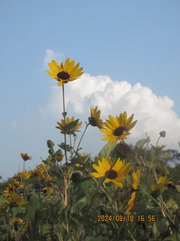 空に咲く、夏の日のひまわり