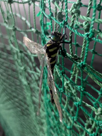 黄黒の翼が網に止まる