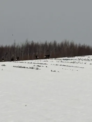 冬の静寂、雪原の家族