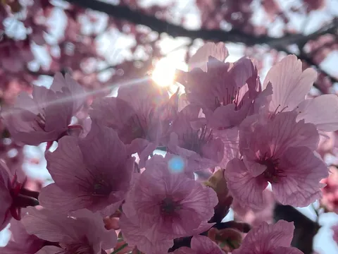 陽光透けるピンクの花