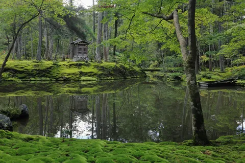 緑の静寂が映る水鏡