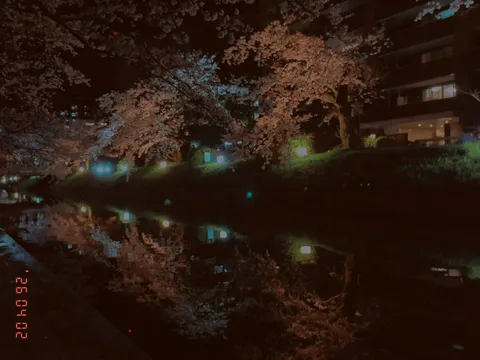 夜桜の幻想的なリフレクション