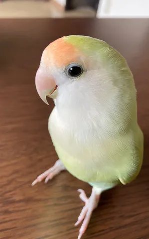あら、見てる？