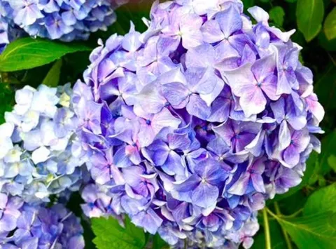 紫陽花、雨粒を纏って輝く
