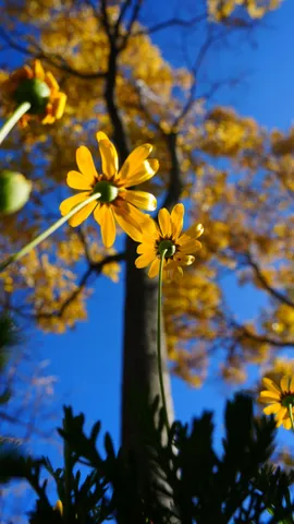 青空に揺れる黄の花