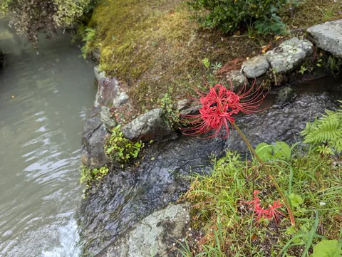 清流と spider lily