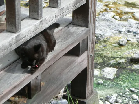 木漏れ日と黒猫のひととき