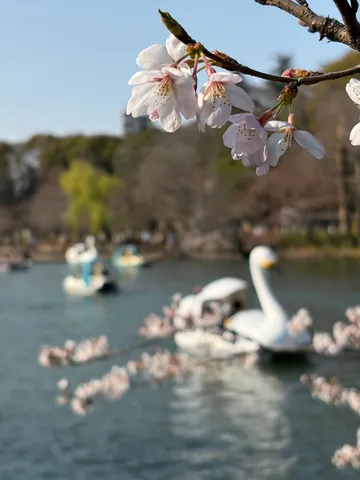 花と水鳥の春日和