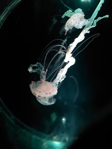 暗闇に漂う、幻想的なクラゲの舞
