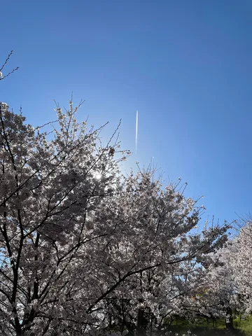 空駆ける白い線と桜