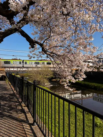 満開の桜と駆け抜ける電車