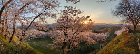 夕焼けに染まる桜並木