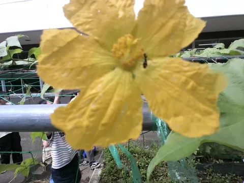 黄色い花と虫の出会い