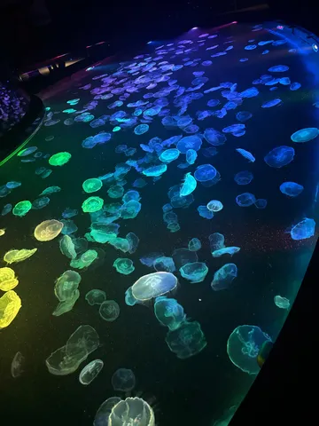 幻想的なクラゲたちの水中遊園地