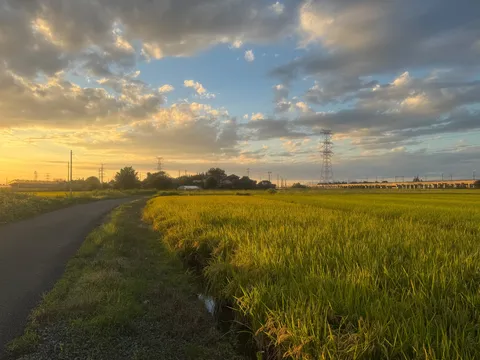 夕暮れの田園と電波塔