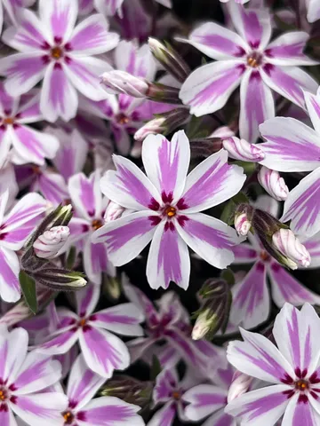 紫と白の花びらの舞