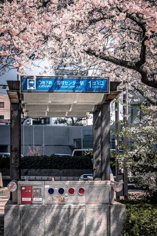 桜と地下鉄の入口