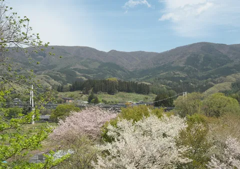 春爛漫、山間の吊り橋