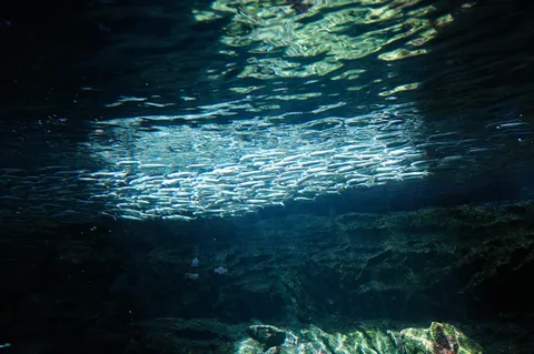 光を浴びる魚たちの群れ