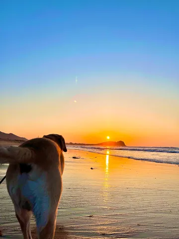 夕陽と犬、静かな海辺の散歩