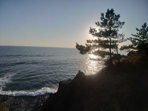 海辺の陽光と樹影