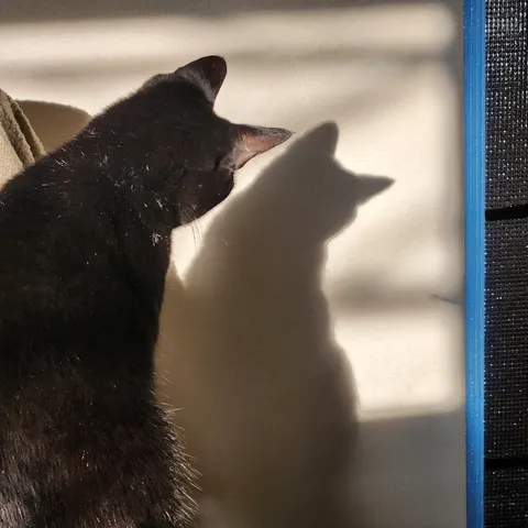 光と影の猫シルエット