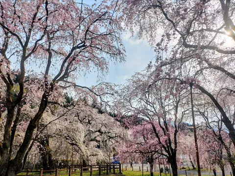 桜が織りなす春の息吹