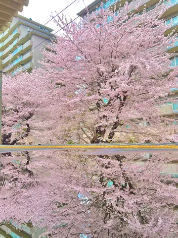春色のビルと桜の鏡映