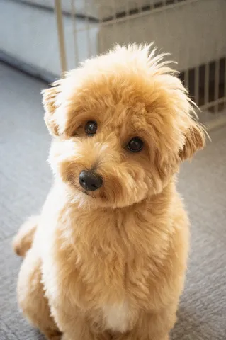 ふわふわの瞳と穏やかな時間