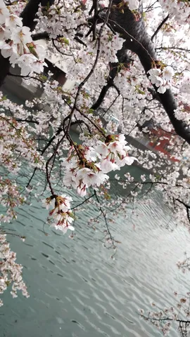 水面に映る、雨上がりの桜