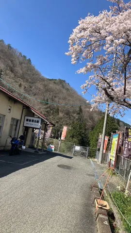 春色の駅と桜の競演