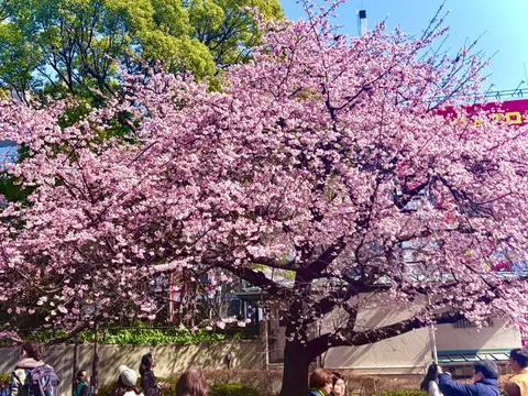 春風と共にあふれる桜の詩
