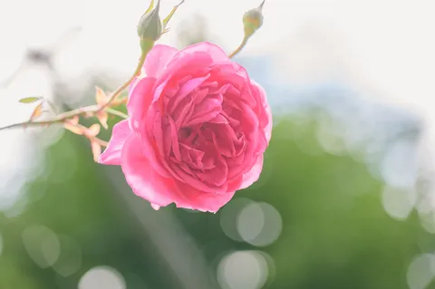 光を浴びるピンクの薔薇