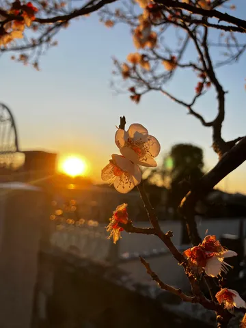 夕日に照らされる春の息吹