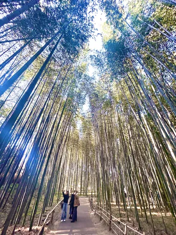 見上げれば、空まで続く竹の回廊