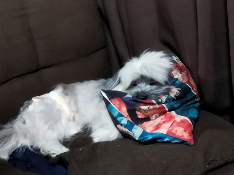 毛布と一体化する犬