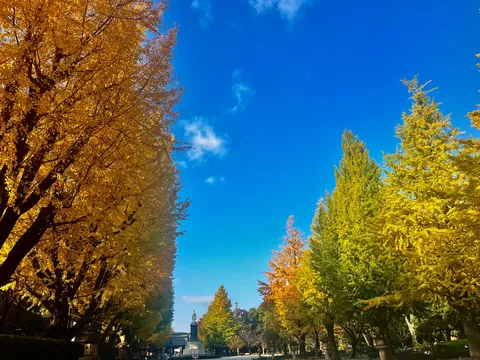 黄金の並木と澄む空