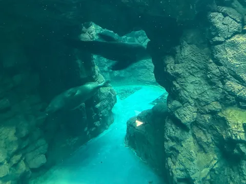 水中洞窟の神秘的な散歩