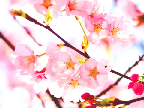 春の光に揺れる花