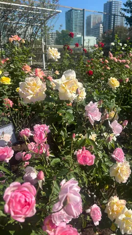 都会の薔薇ノスタルジア